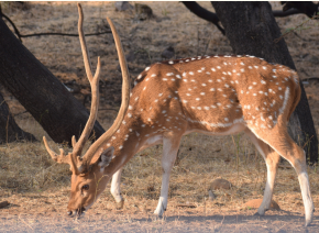 Chital