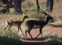 Nilgai