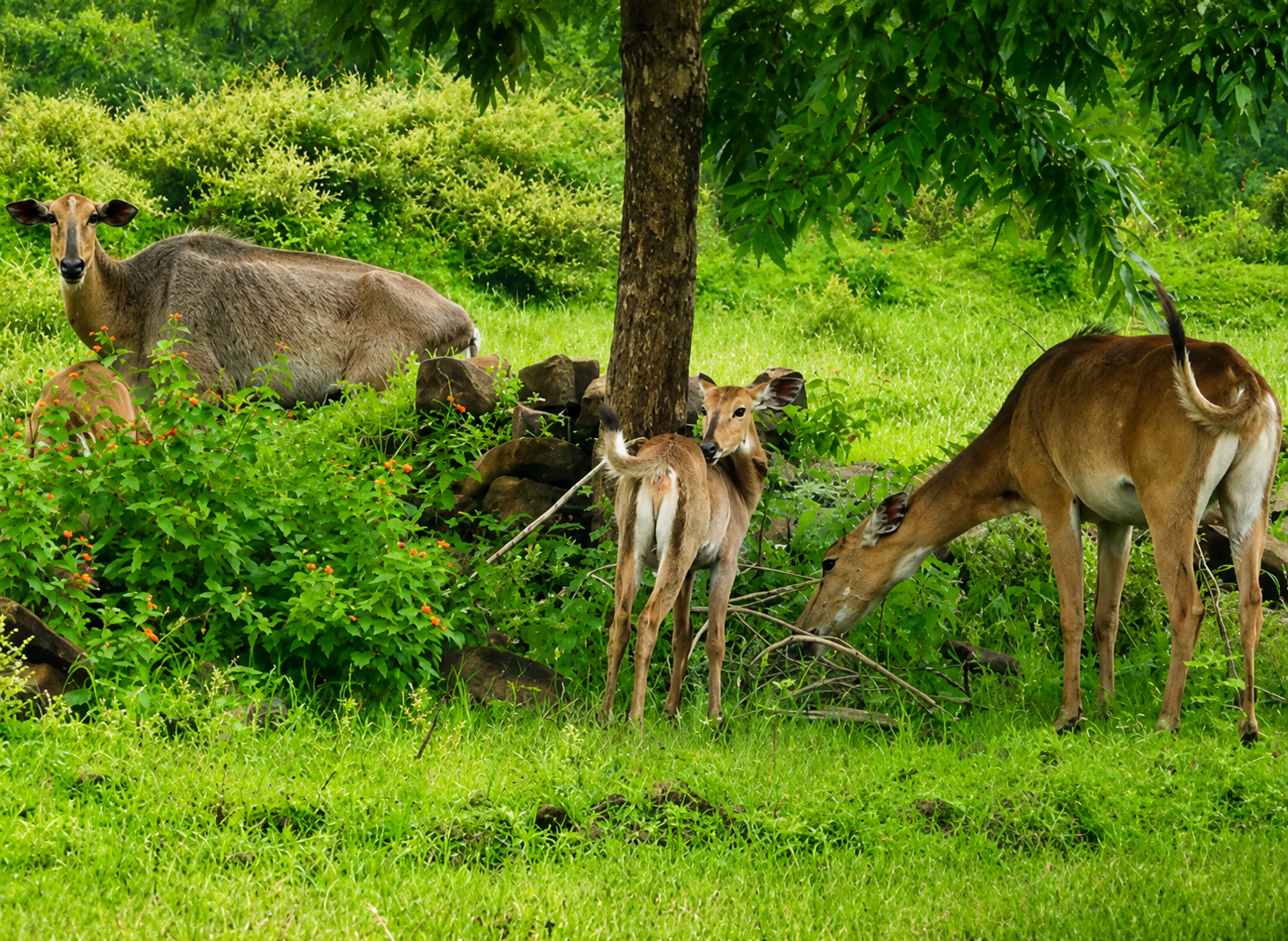 Sambar